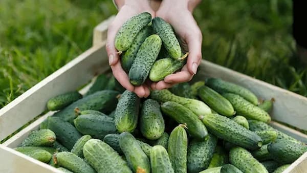 تصویر 2 از خرید خیار سبز گلخانه ای  + قیمت فروش استثنایی